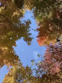 感謝杭州指南村 成功get秋日壁紙