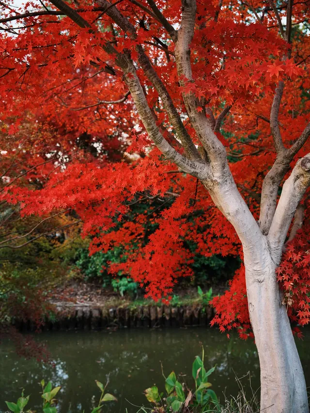 上海殺瘋了! 上海殺瘋了!