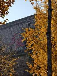 金陵城牆上的銀杏