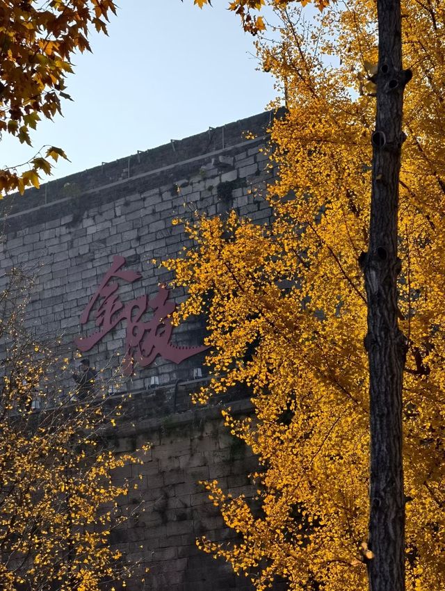 金陵城牆上的銀杏