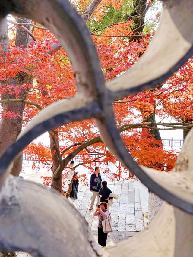 嘉興南湖賞楓指南！紅透半邊天的秋日浪漫