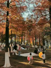 松雅湖落羽杉實況,拍照還是建議烈士公園