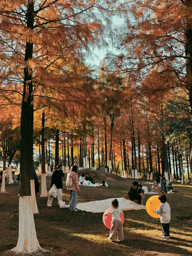 松雅湖落羽杉實況,拍照還是建議烈士公園 松雅湖落羽杉實況,拍照還是建議烈士公園