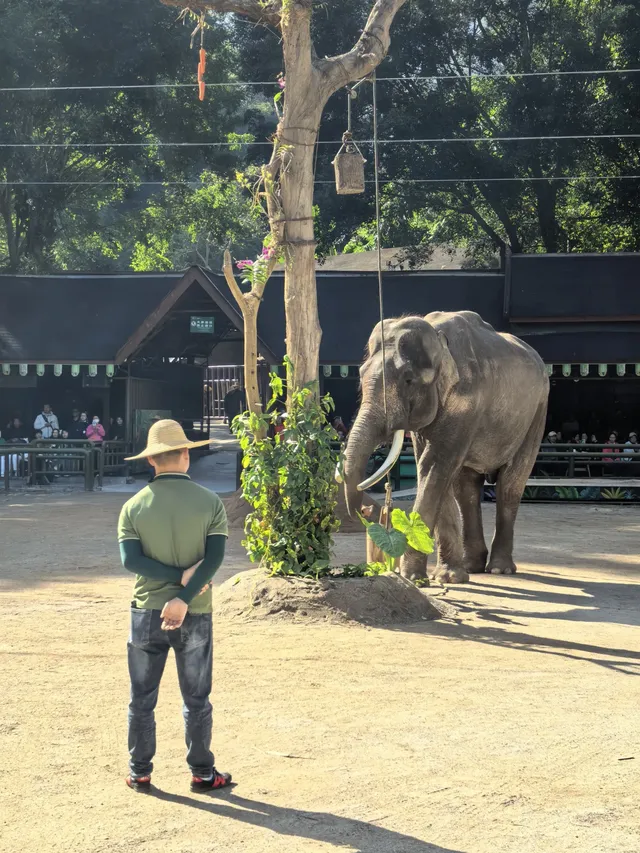 自駕第二十站｜西雙版納