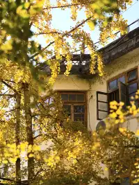 韶關南雄·帽子峰銀杏