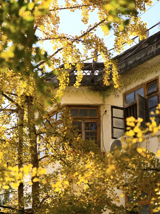 韶關南雄·帽子峰銀杏