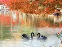 棲霞山的楓葉，是秋天寫給南京的情書