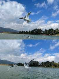 滇池&麗江|12月邂逅紅嘴鷗天堂&雪山古鎮