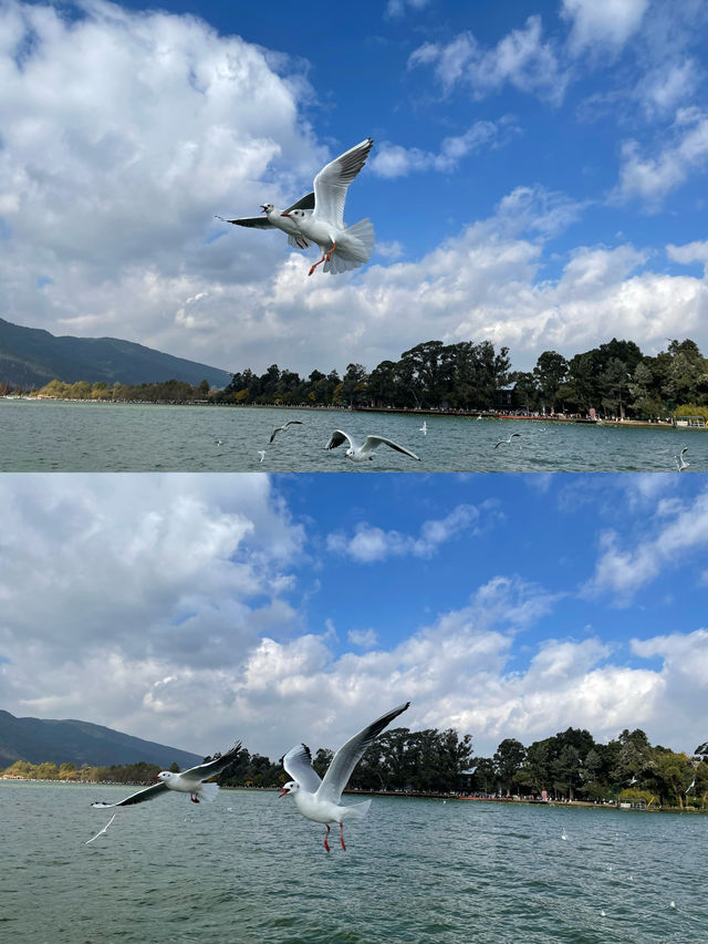 滇池&麗江|12月邂逅紅嘴鷗天堂&雪山古鎮 滇池&麗江|12月邂逅紅嘴鷗天堂&雪山古鎮
