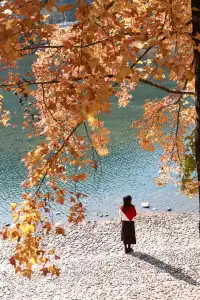 永嘉紅楓古道的紅楓紅了