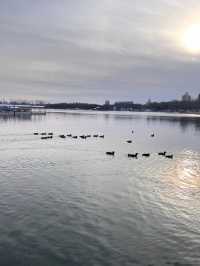 冬日限定雪景蘆葦打卡地