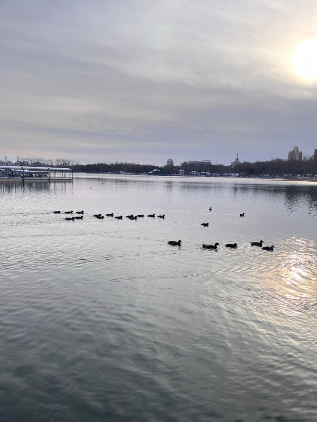 冬日限定雪景蘆葦打卡地