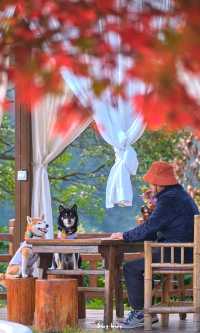 郴州資興|在森林裡遇見了東江湖晨霧