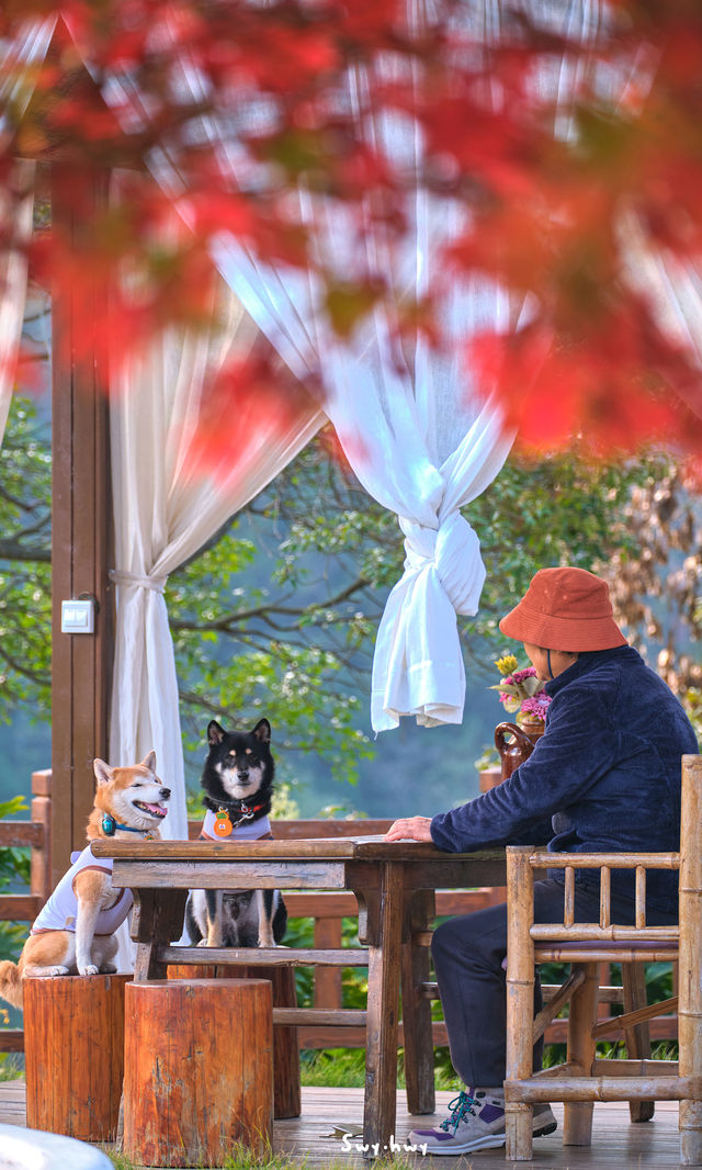 郴州資興|在森林裡遇見了東江湖晨霧 郴州資興|在森林裡遇見了東江湖晨霧