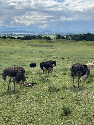 Sunny Eats & Wild Vibes: Howick’s Outdoor Pizza Spot 🌞🍕