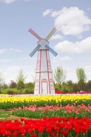 宿州の春の花見ガイド