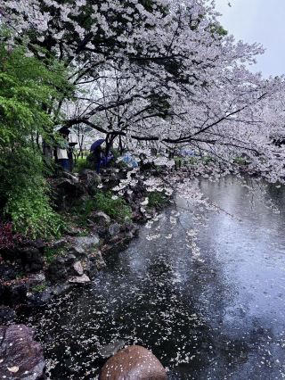 4.3ライブ上海魯迅公園の超豪雨桜吹雪夜桜