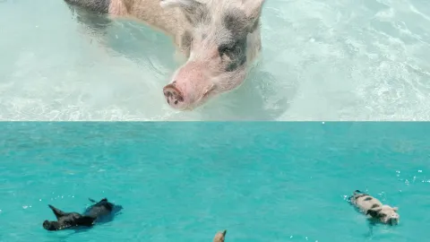 The world’s only swimming pig island, visa-free and relaxing in the Bahamas — traveler post in Exuma
