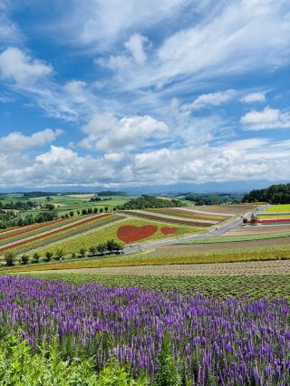 Japan 5-day tour at just over 3k per person with great value