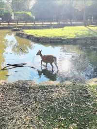 奈良公園一日遊｜小鹿治癒攻略