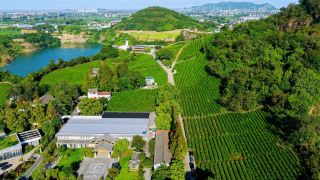 Guide to a Stunning, Niche Tea Plantation in the Yangtze River Delta: The Vast Tea Sea in Fengyi Village, Haiyan
