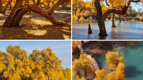 This National Day "reverse travel" route to Ejina Banner + the desert is legendary for its stunning scenery and lack of crowds — traveler post in Jinta