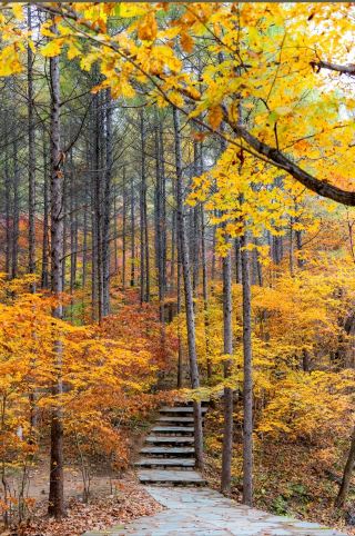 The maple leaves in Benxi are stunning