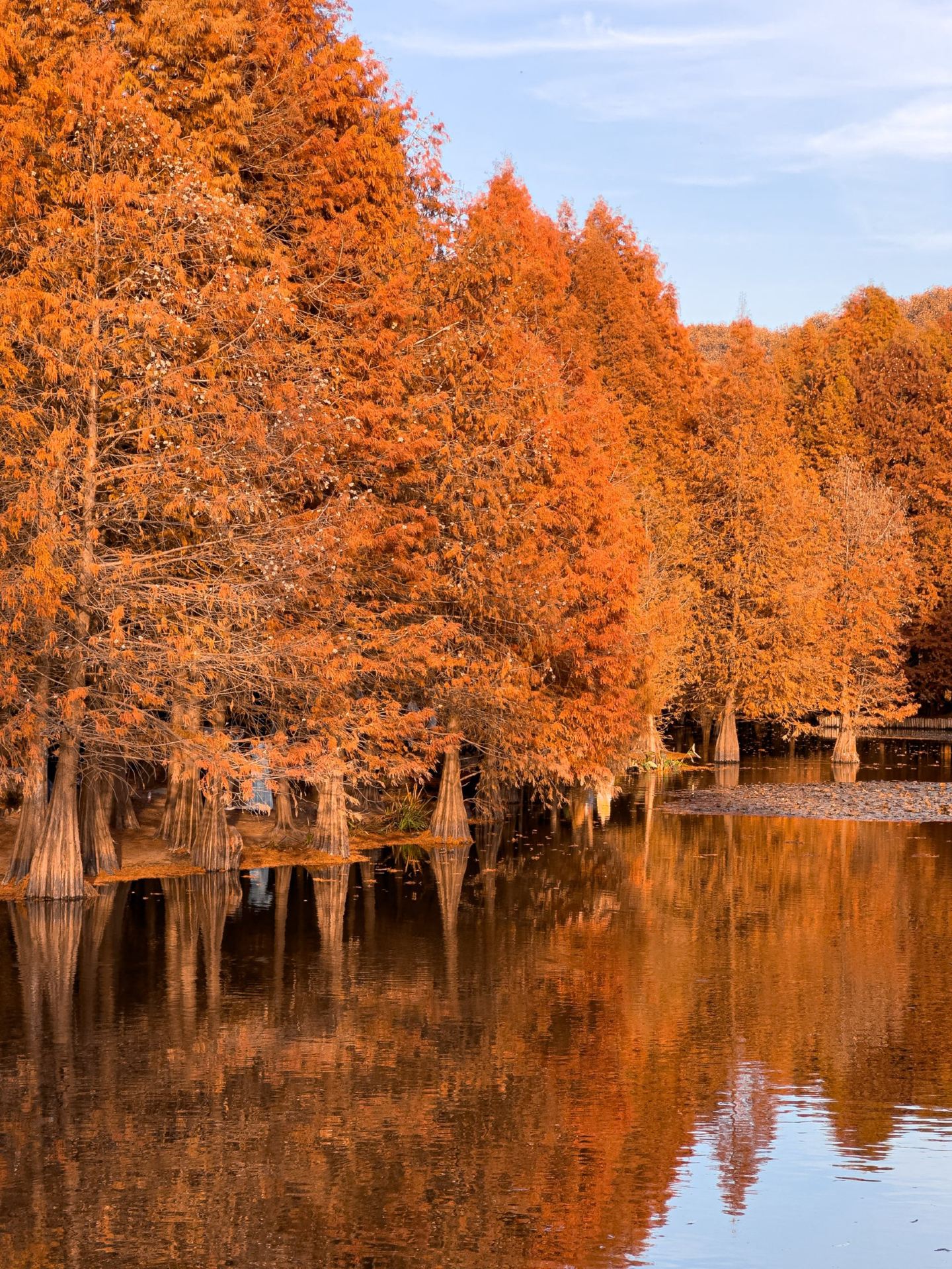 The wildest autumn 🍂 color I’ve seen is in Nanjing