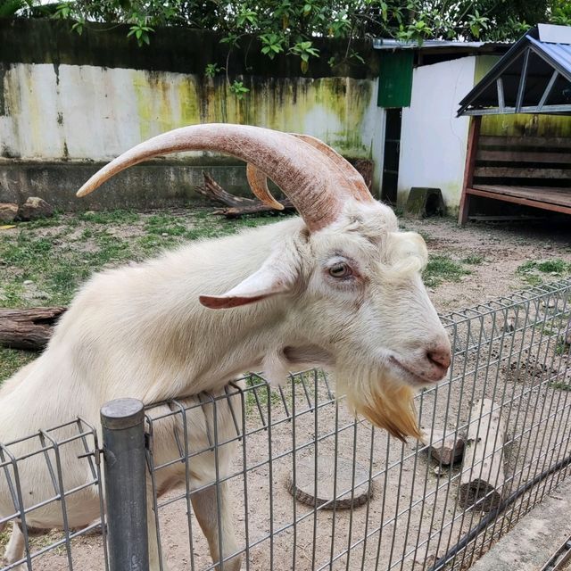 Bukit Merah Pavilion Mini Petting Zoo