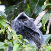 Monkey Business in Borneo 