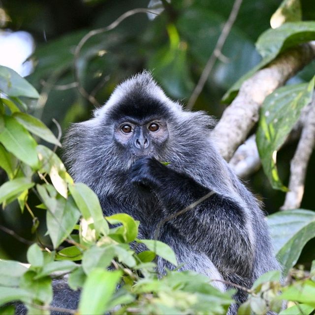 Monkey Business in Borneo 