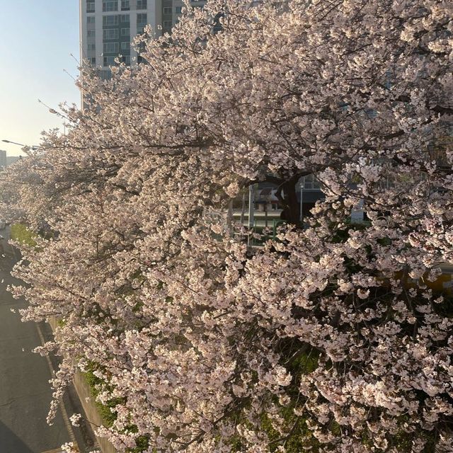 부산 벚꽃 명소, 온천천에서 벚꽃 구경하기