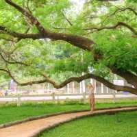 ต้นจามจุรียักษ์ กาญจนบุรี ร่มรื่นยิ่งใหญ่มาก