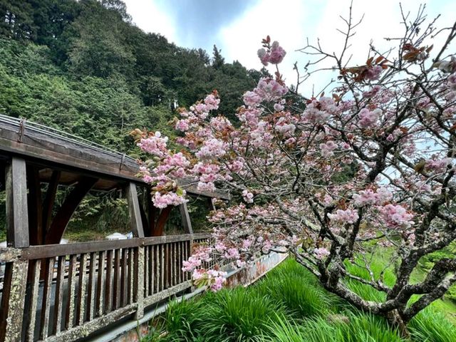 【亞里山】景色風光如詩如畫,仿如置身世外桃園!