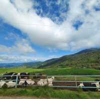 The joyful Desa Dairy Farm!