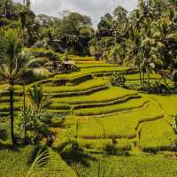 Tegallalang Rice Terrace, Bali