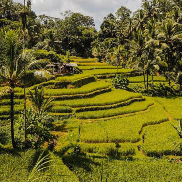 Tegallalang Rice Terrace, Bali