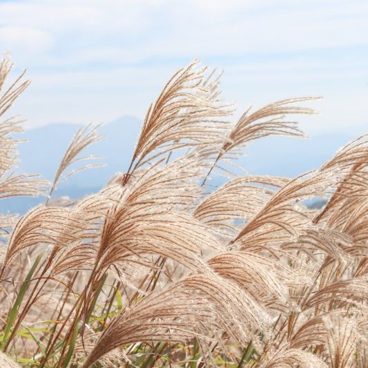 영남의 금강산 “황매산군립공원”