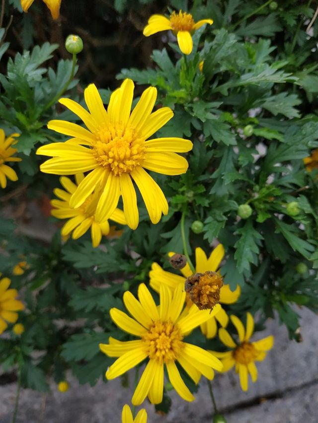BLOOMING FLOWERS IN CAMERON HIGHLANDS!