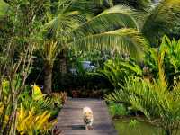 ที่พักอัมพวา น้องหมาพักได้ ตอนเช้ามีใส่บาตรริมน้ำ