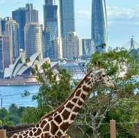 Beautiful Zoo in Sydney 
