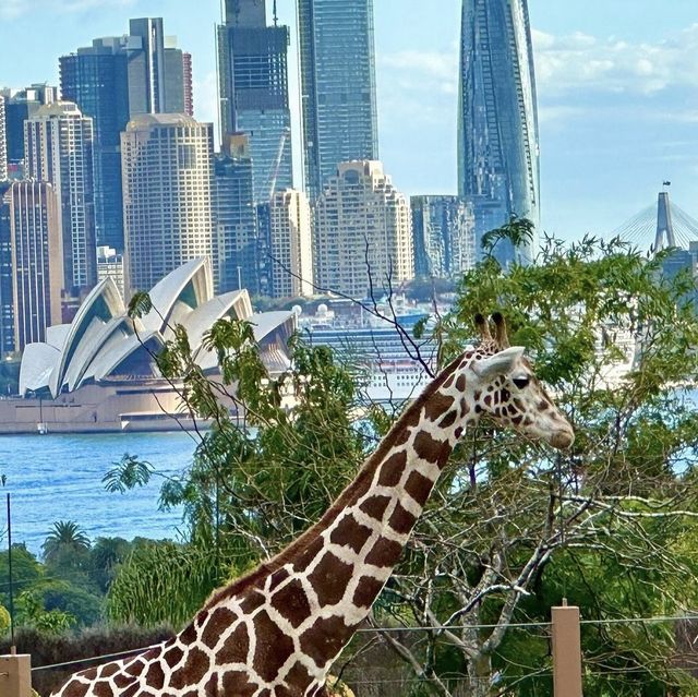 Beautiful Zoo in Sydney 