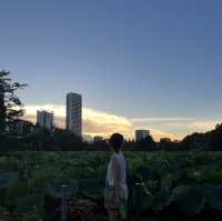 🌸 도쿄 우에노 공원, 자연과 문화의 아름다운 만남을 느낄 수 있는 휴식처 🍃