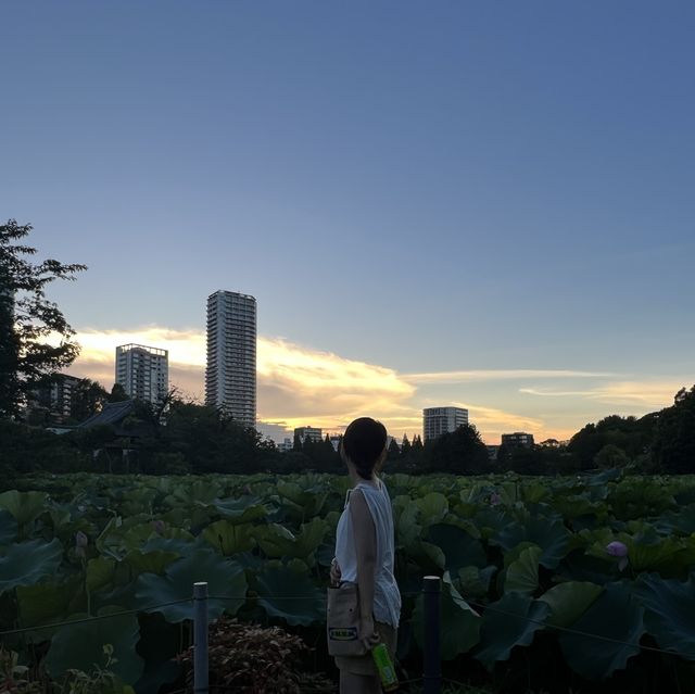 🌸 도쿄 우에노 공원, 자연과 문화의 아름다운 만남을 느낄 수 있는 휴식처 🍃