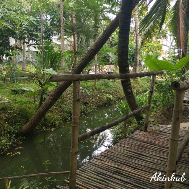 คาเฟ่บรรยากาศสวนมะพร้าว