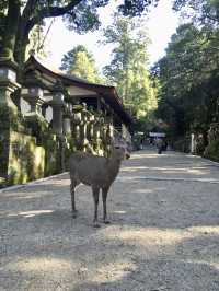 奈良公園賞楓🍁看鹿🦌