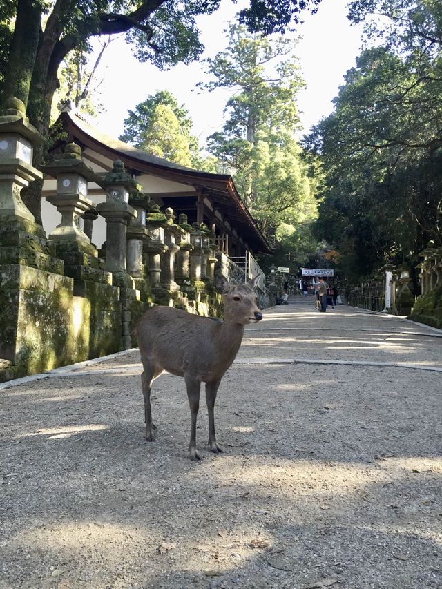 奈良公園賞楓🍁看鹿🦌
