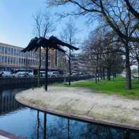 🇳🇱荷蘭海牙🌳🦆🐦The Hague (Den Haag)🌤️城市風光景色優美