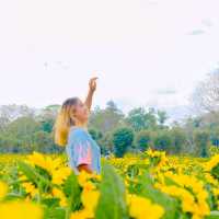 ถึงเวลาทานตะวันแบ่งบาน🌻ไปถ่ายรูปที่สวนรถไฟใกล้ๆ