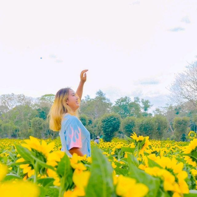 ถึงเวลาทานตะวันแบ่งบาน🌻ไปถ่ายรูปที่สวนรถไฟใกล้ๆ
